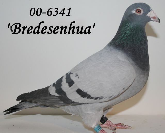 Bredesenhua